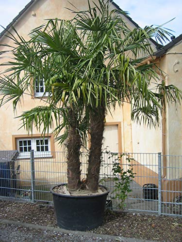 'Mediterrano Palmendünger – Premium Granulat für kräftige Palmen im...