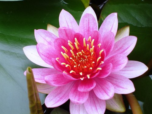 WFW wasserflora 15er Packung Seerosen-Dünger, Düngekegel, Nährstoffe für...