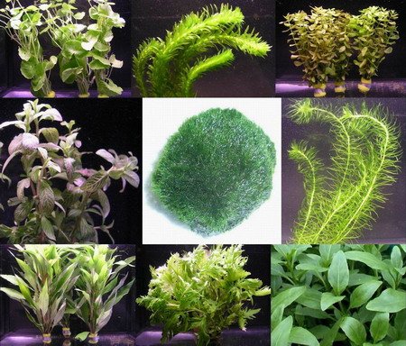 WFW wasserflora Anti-Algen-Set, Sortiment schnellwachsene 5 Arten + 1 Mooskugel...
