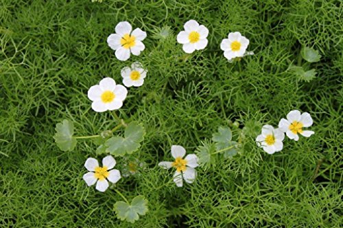 WASSERPFLANZEN WOLFF - 4er-Set im Gratis-Pflanzkorb - Klärpflanze! - Ranunculus...